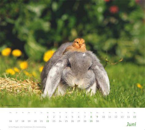 Kalender Times More Echte Freunde Bildkalender 2025 Online Kaufen