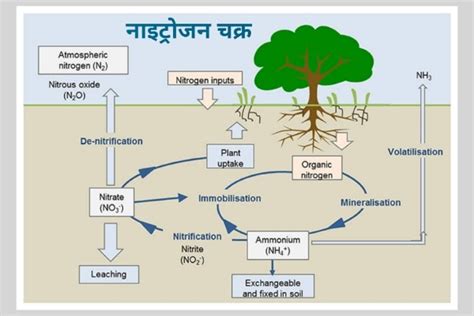 Nitrogen Cycle In Hindi Rexgin In Hindi