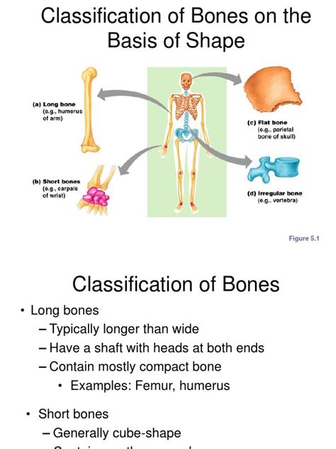 Classification of Bones On The Basis of Shape | PDF | Bone | Osteoblast