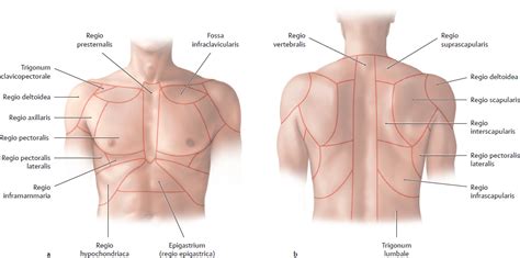 Topographical Anatomy Basicmedical Key