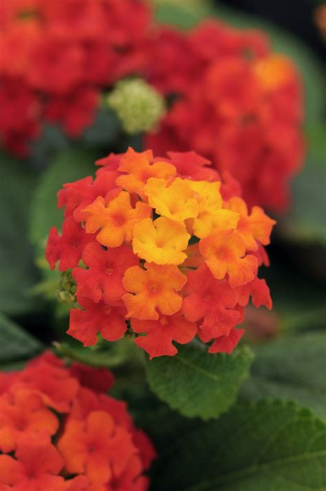 Lantana Plant Colors