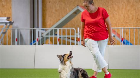 Betty Kopf für Zahlen Herz für Hunde