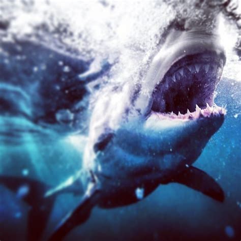 Photographer Michael Muller Gets Up Close And Personal For Shark Week