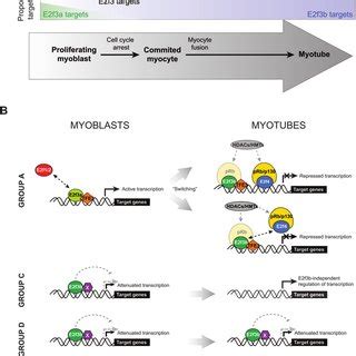 ChIP analysis of promoter binding by E2f3 isoforms in the rescue ...