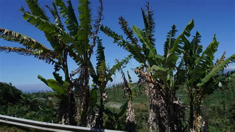 Banana Tree Leaves Torn Swaying From The Gusts Of Windblue Sky Sunny