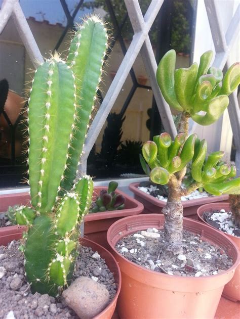 Three Potted Cactus Plants Sitting In Front Of A Window With White