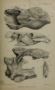 Category:Siluriformes fossils - Wikimedia Commons