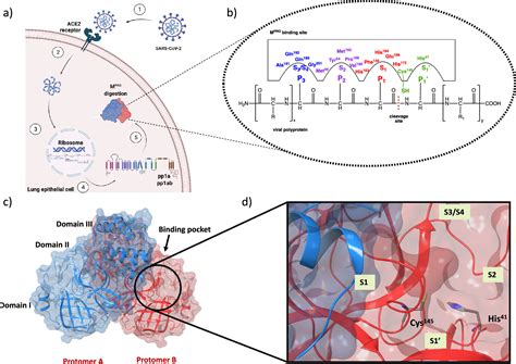 Targeting Sars Cov Main Protease For Treatment Of Covid Covalent