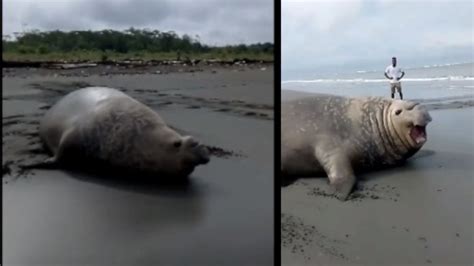 Video De Elefante Marino En Playa De Buenaventura Minuto30