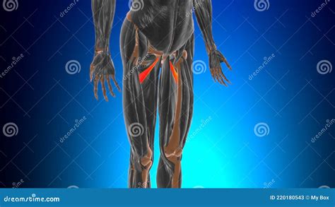 Adductor Minimus Anatomie Musculaire Pour Le Concept Médical 3d