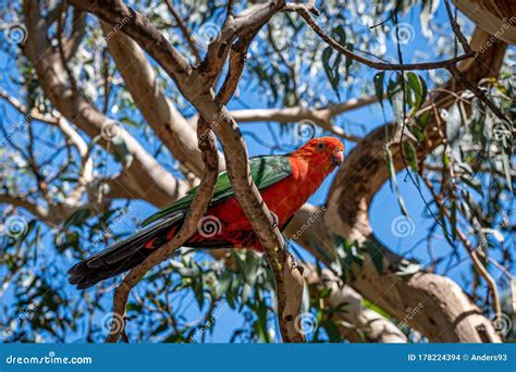 Male Australian King Parrot Alisterus Scapularis Perched On A Tree