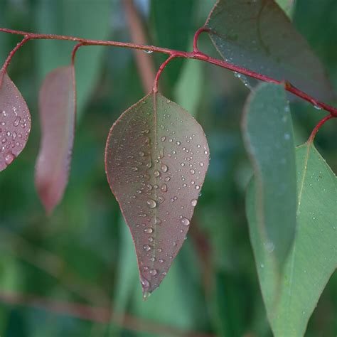 E. tereticornis - Eucalyptus Seed | Johnny's Selected Seeds