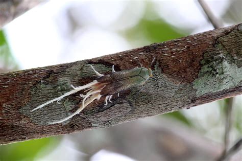 Wax Tailed Planthopper Pterodictya Reticularis Leafhopper