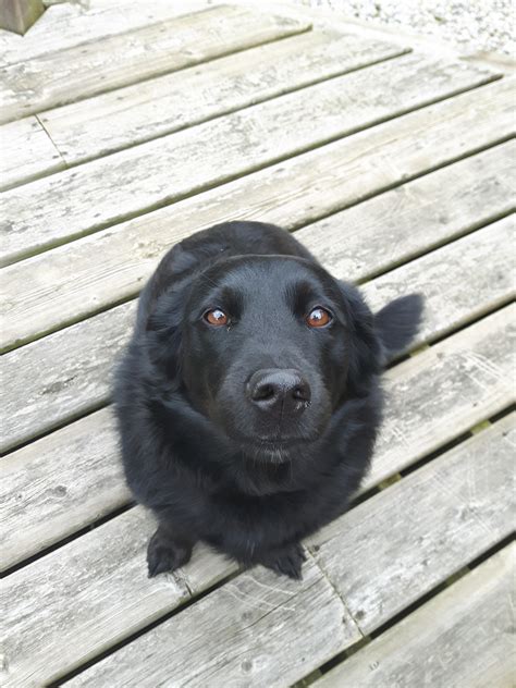 10000 best Old Dog images on Pholder | Aww, Old Man Dog and Dogpictures