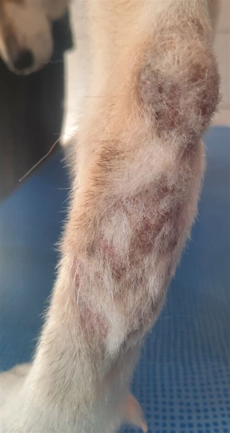 Un cas de pododermatite à ankylostomes chez un chien DermaVet