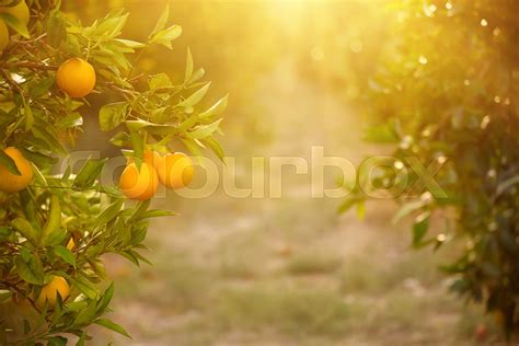 Orange garden with fruit | Stock image | Colourbox