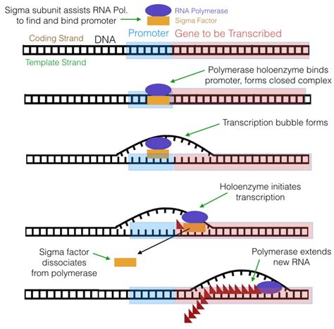 5 3 Transcription Biology Libretexts