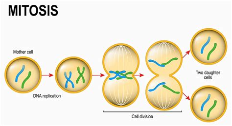 Stem Cell Division And Differentiation Poster