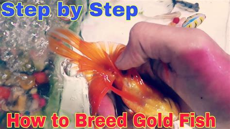 How To Breed Gold Fish Step By Step A S Aquarium Fish Shop YouTube