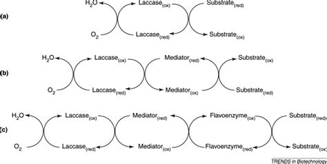 Laccases Blue Enzymes For Green Chemistry Trends In Biotechnology