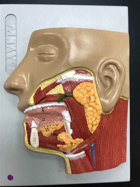 Salivary Glands Model Labeled