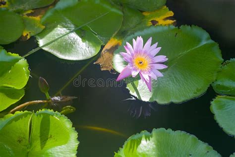 Beautiful And Peacefull Blooming Water Lily Flowers And Leafs On The