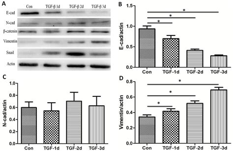 Nutrients Free Full Text 1α25 Dihydroxyvitamin D3 Attenuates Tgf β