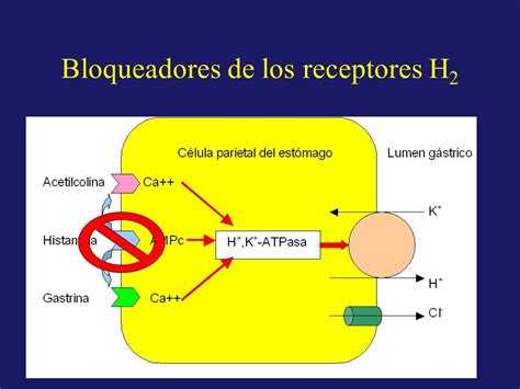 Diagrama Para Antagonistas Do Receptor H Da Histamina Quizlet