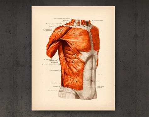 Muscular System Vintage Anatomy Posters Anatomical Muscles Etsy