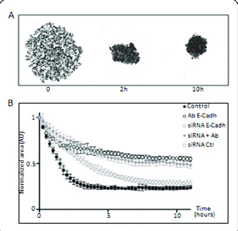 Aggregation Assay To Monitor The Involvement Of Cellcell Adhesion