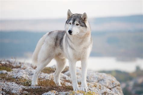 Quelles sont les races de chiens les plus difficiles à dresser