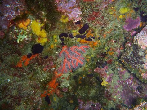 Corail Rouge De M Diterran E Corallium Rubrum Microguy Flickr