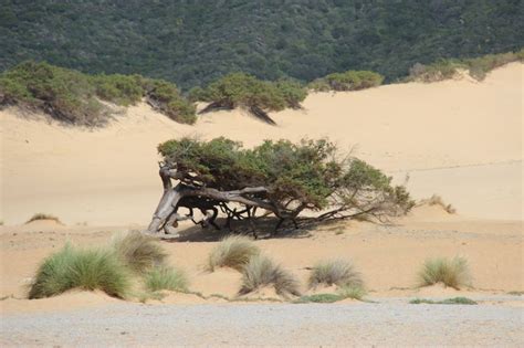 Il Ginepro Centenario Piegato Dal Vento Sulle Dune Di Piscinas