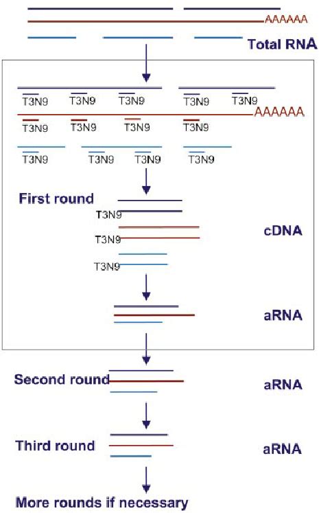 RNA Amplication Strategy First Strand Synthesis Of The CDNA Used For