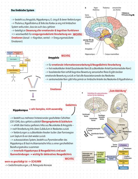 Anatomie Wintersemester Biologische Psychologie Das Limbische