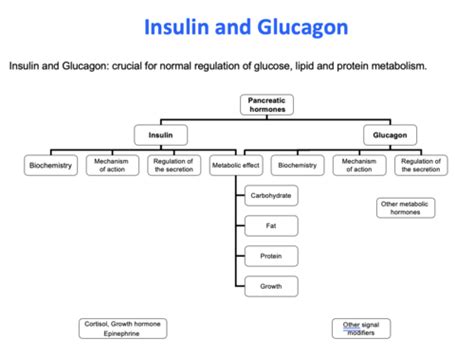 Insulin And Glucagon Flashcards Quizlet