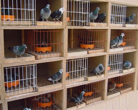 Schaschkow Pigeons Loft Pigeon Loft Pigeon Loft Design Racing