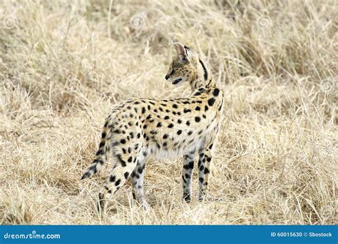 Serval Cat In Masai Mara Reserve Stock Photo Image Of Reserve Mara