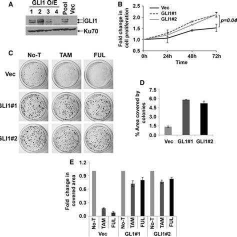 Gli1 Expression In Mcf7 Cells Promotes Cell Viability Colony