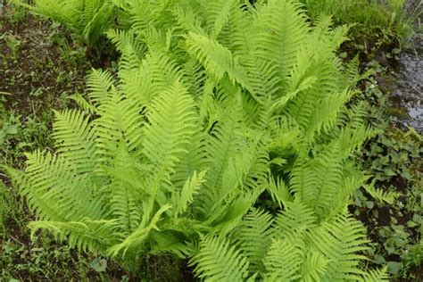 14 Attractive Ground Cover Ferns For The Shade Garden