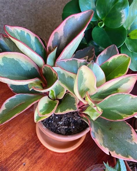 Peperomia cómo cuidar y embellecer tu hogar con hermosas plantas