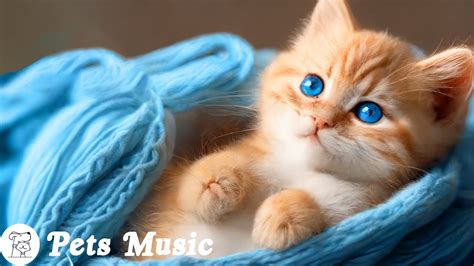 Healing Sleep Music For Cats Deep Sleep Music Stress Relief Relaxing