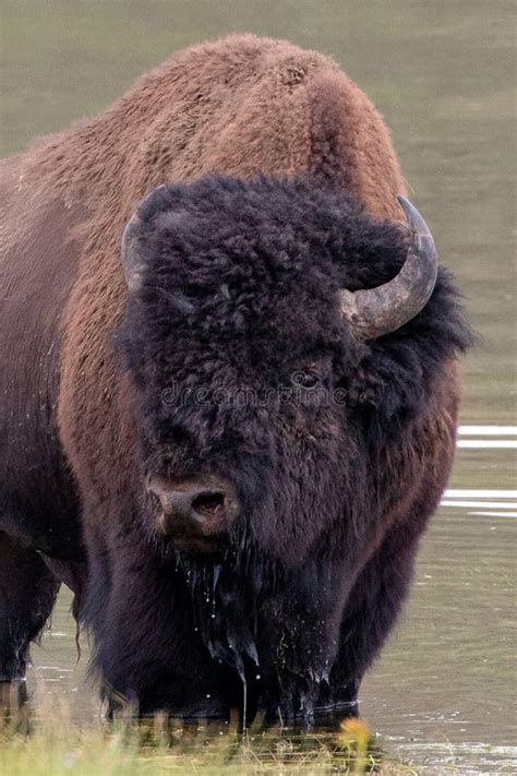 American Buffalo Bison Bull In Yellowstone River In Hayden Valley In Yellowstone National Park