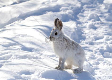 加拿大冬季白雪鞋或高清图片下载 正版图片506591771 摄图网