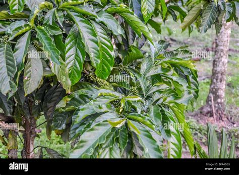 Coffee plantation in India Stock Photo - Alamy