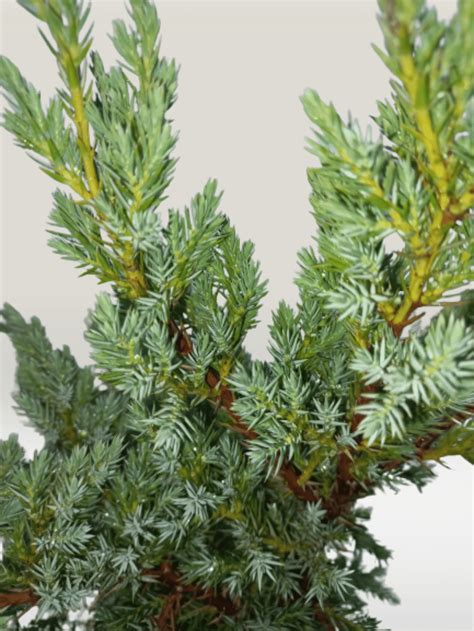 Юниперус / Juniperus | ДАНИЕЛ ЕЛ ДИ