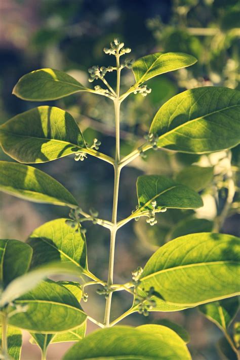 What Is Red Sanders Growing Red Sandalwood Plants In The Landscape