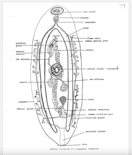 Parasitology Quiz Six Flashcards Quizlet