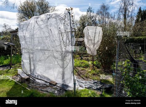 Filets Fins Ou Toile Protectrice Contre Le Gel Des Arbres Fruitiers Au