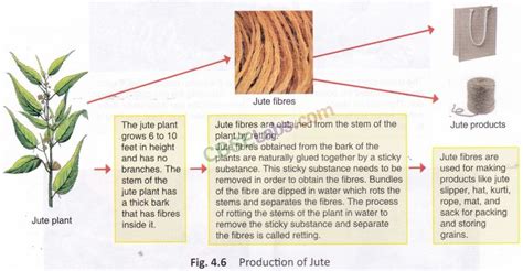 Fibre To Fabric Class 6 Notes Science Chapter 3 Learn Cbse